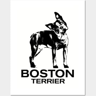 Boston Terrier Posters and Art